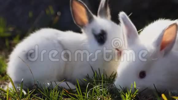 春天两只小白兔在绿草上视频的预览图