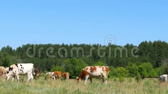 一大群牛在森林边的绿草上吃草视频的预览图
