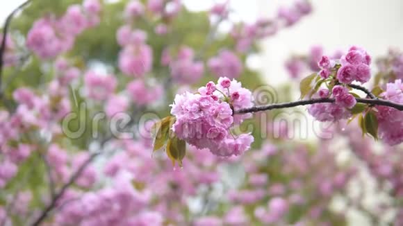 春天的花朵系列在雨天樱花树枝上的小团簇中的粉红色樱花花视频的预览图