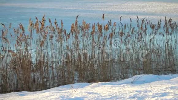 冬季景观湖岸草视频的预览图