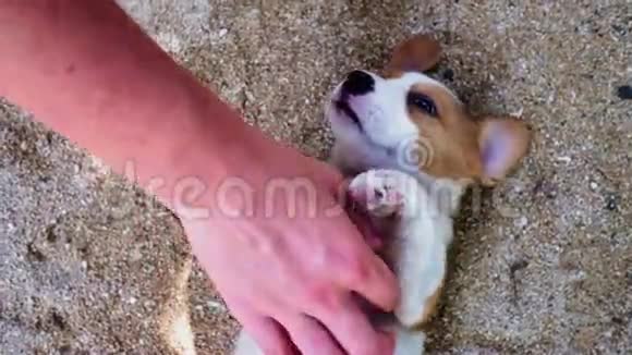 一个女人用手揉着一只快乐的棕色毛茸茸的小狗的肚子视频的预览图