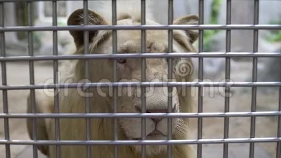 动物园笼子里一只悲伤的母狮孤独的母狮被关起来视频的预览图