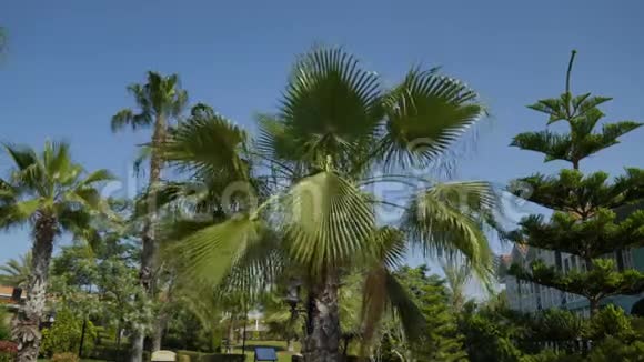 大叶在风中摇曳的棕榈树视频的预览图