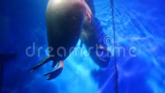 两只海豹在靠近水下的玻璃水族馆里游泳灰色哺乳动物视频的预览图