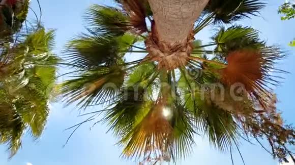阳光明媚的一天从高处的棕榈树上俯瞰视频的预览图