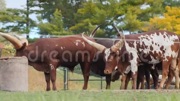 一群有大角的非洲母牛国王的牛视频的预览图