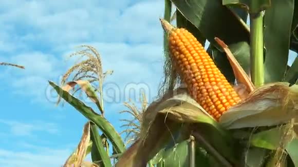 田间麦秆上的玉米视频的预览图