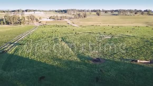 日落时田野里牛群的田园景象视频的预览图