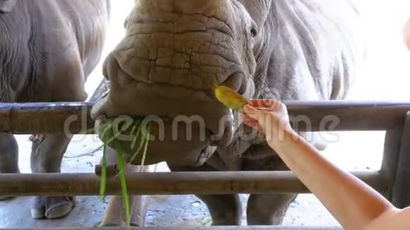 女孩的手在KhaoKheow开放动物园喂犀牛泰国视频的预览图