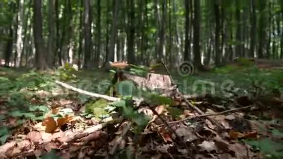 大自然中的POV在森林中的山路上行走视频的预览图