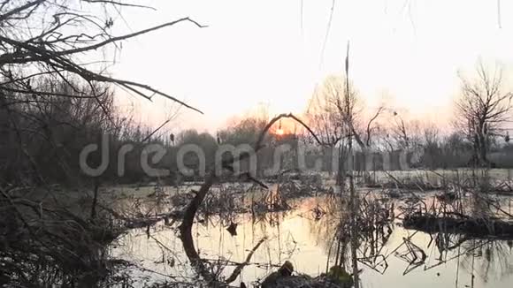 春天沼泽的日落视频的预览图