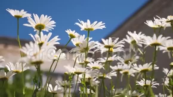 院子里有美丽的雏菊花白花迎风摇曳蓝天视频的预览图