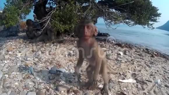 小猴子看着相机爬树视频的预览图
