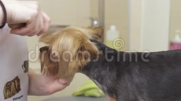 美容师给约克郡的小猎犬做发型视频的预览图