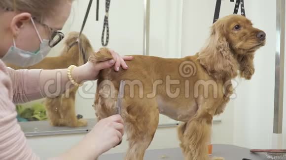 美容师剪下可卡猎犬的金色皮毛视频的预览图
