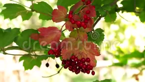 树枝上的红色浆果视频的预览图