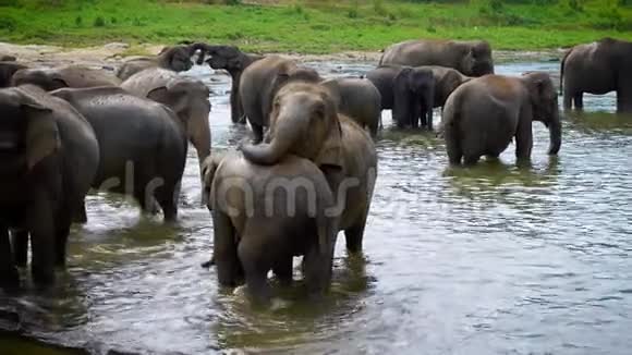 白天印度大象在浇水洞里冷却它们的身体和饮用水视频的预览图