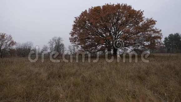 拉布拉多猎犬穿过秋天的田野视频的预览图