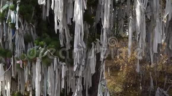 阿尔泰山圣树上的仪式丝带萨满教视频的预览图