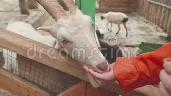 女孩在接触动物园喂山羊视频的预览图