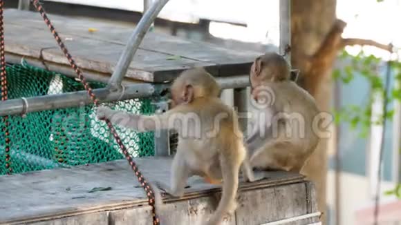 两只小猴子坐在国家公园的马路附近玩耍泰国视频的预览图