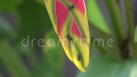 匍匐在野生黑龙或龙虾的花序上的蚂蚁特写散发着粉红色和绿色的花朵上面覆盖着视频的预览图