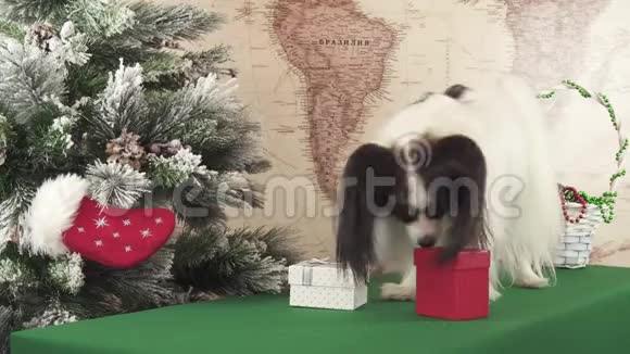 帕皮龙狗在圣诞树旁寻找他的礼物录像视频的预览图