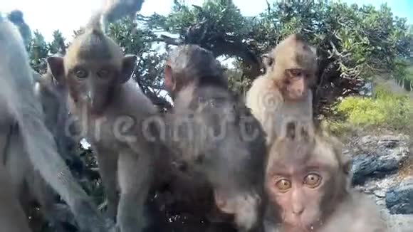 树上的猴子看着相机舔它视频的预览图