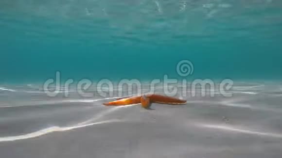 在绿松石水中靠近海岸的橙色海星视频的预览图