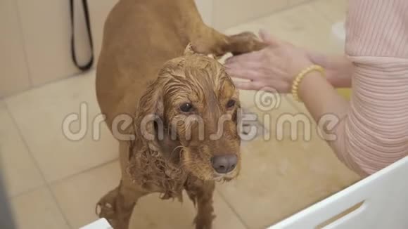 美容师在动物园沙龙洗澡洗狗视频的预览图