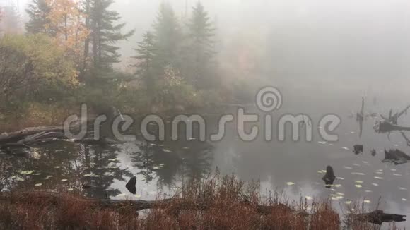新罕布什尔州孤独湖雾日视频的预览图