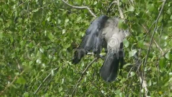 长着大喙的老乌鸦会清理羽毛视频的预览图