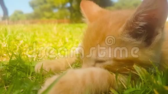 可爱的小猫肖像睡在公园里视频的预览图