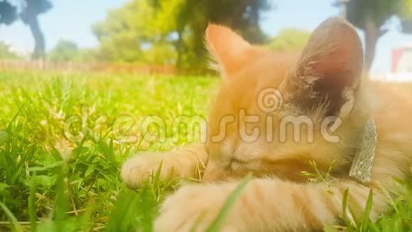 婴儿猫肖像靠在公园的草地上视频的预览图