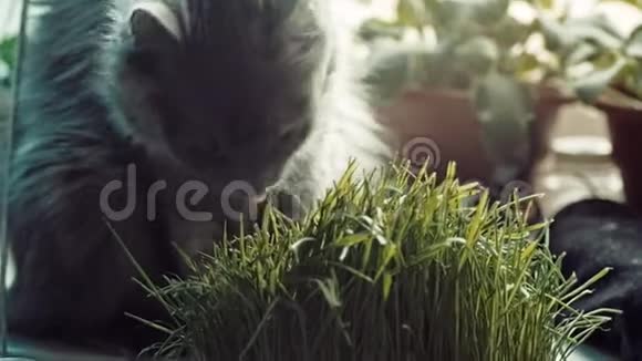 灰猫从窗台上的花盆里吃青草视频的预览图
