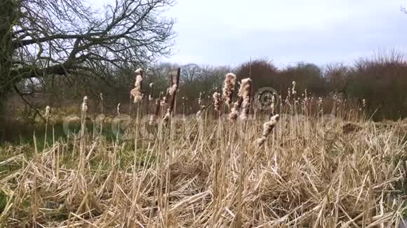伦敦湿地中心的芦苇在风中摇曳视频的预览图