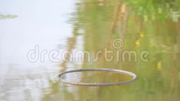 超级慢动作电影的场景鸟翠鸟阿尔塞多在这跳水钓鱼飞走了视频的预览图