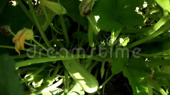 绿色的西葫芦生长在花园床上在加格登土壤上生长的植物骨髓有机农业视频的预览图