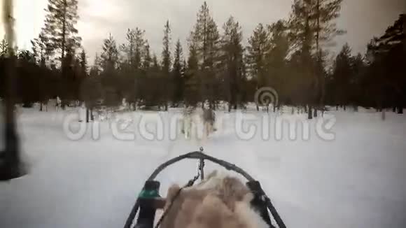 雪橇狗视频的预览图