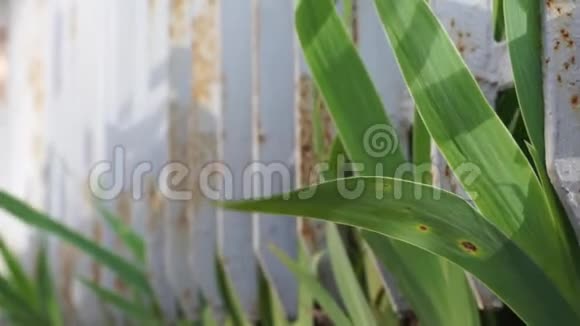 绿色植物在白色金属栏杆植物视频的预览图