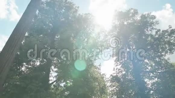阳光透过蕨类植物闪闪发光视频的预览图