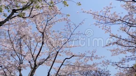 春季系列花樱花树枝上的花朵微风中的樱花花瓣如雨视频的预览图