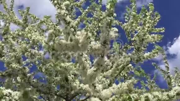 在春天的树枝上吹着白色的光视频的预览图