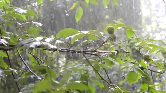 大雨天绿叶树夏天视频的预览图