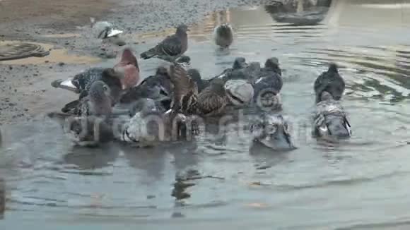 一群城市鸽子在一个肮脏的大水坑里洗澡视频的预览图