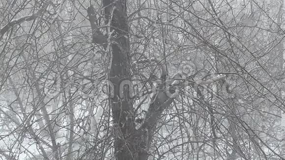 一阵强风吹着下雪了树枝摇曳着视频的预览图