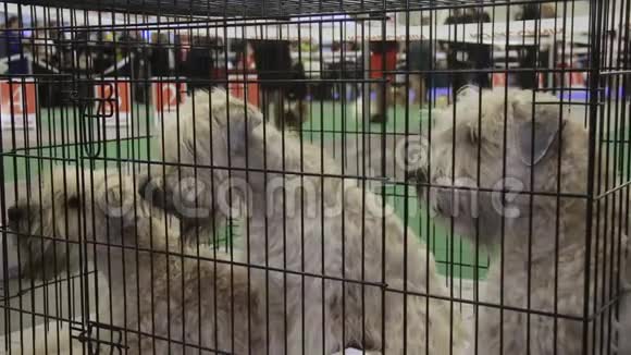 三只好玩的雪纳泽犬在宠物比赛中坐在笼子里系着宠物视频的预览图