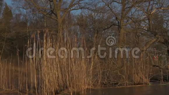 日落时的树木和湖泊植被视频的预览图