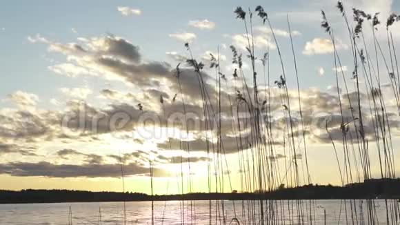 湖中的芦苇植物美丽的晚霞视频的预览图
