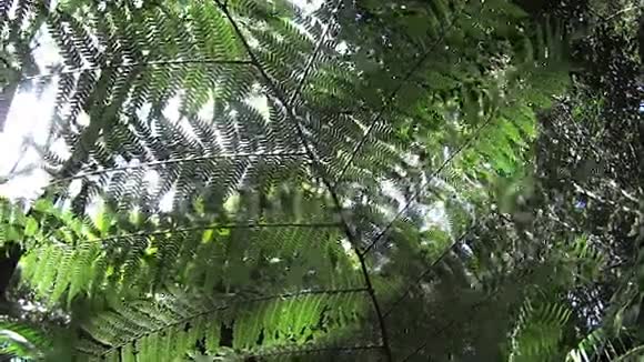 雨林植物6视频的预览图